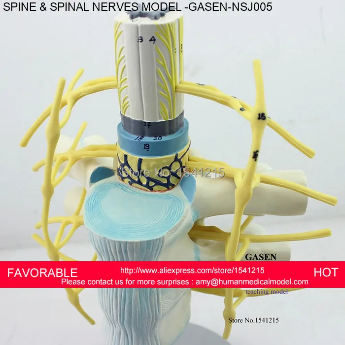 

LUMBAR MODEL SPINAL NERVE MODEL CAUDAL EQUINA NERVE LUMBAR SPINE ANATOMICAL THORACIC ,SPINE AND SPINAL NERVE MODEL-GASEN-NSJ005