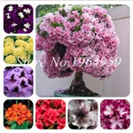 QQ20181218115406