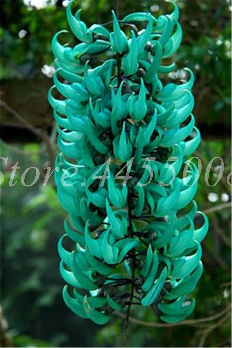 Imported Bonsai Mucuna Pruriens Exotic Jade Vine Perennial Climbing Garden Flower Fragrant Potted Home Planting Easy Grow 10 PCS