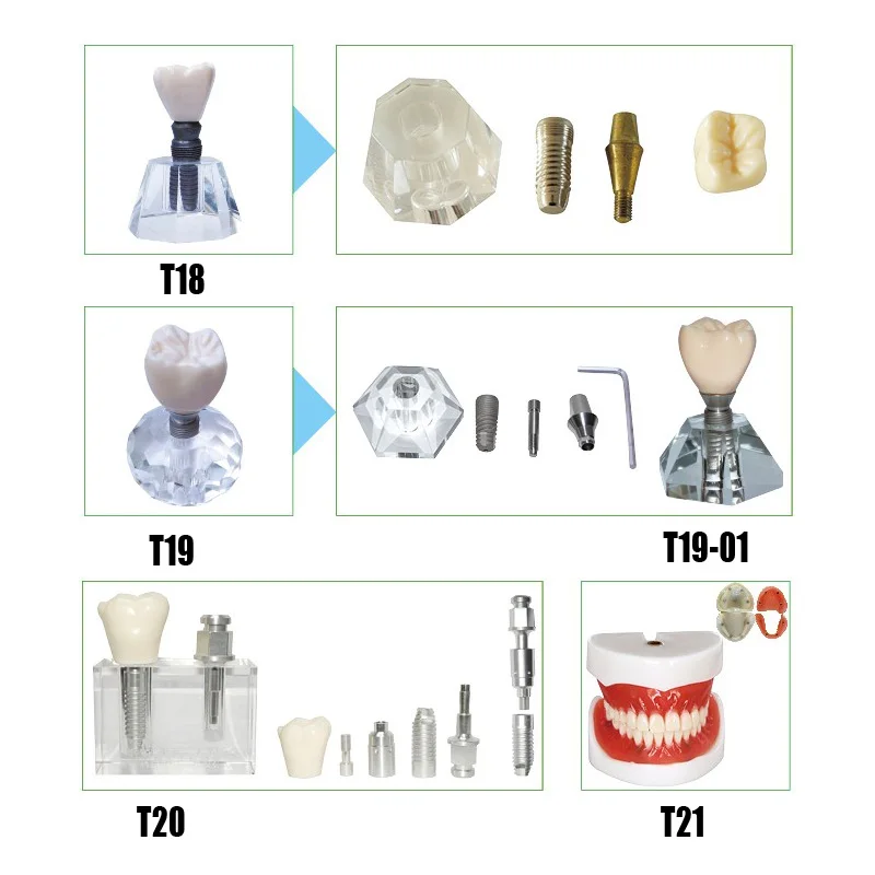 T18-T21