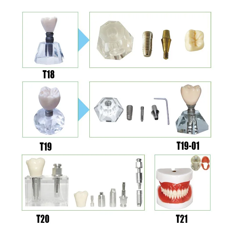 Полный протез имплантата режим стоматологический edenthustal модели для тренировки имплантации модель с импортируется из смолы