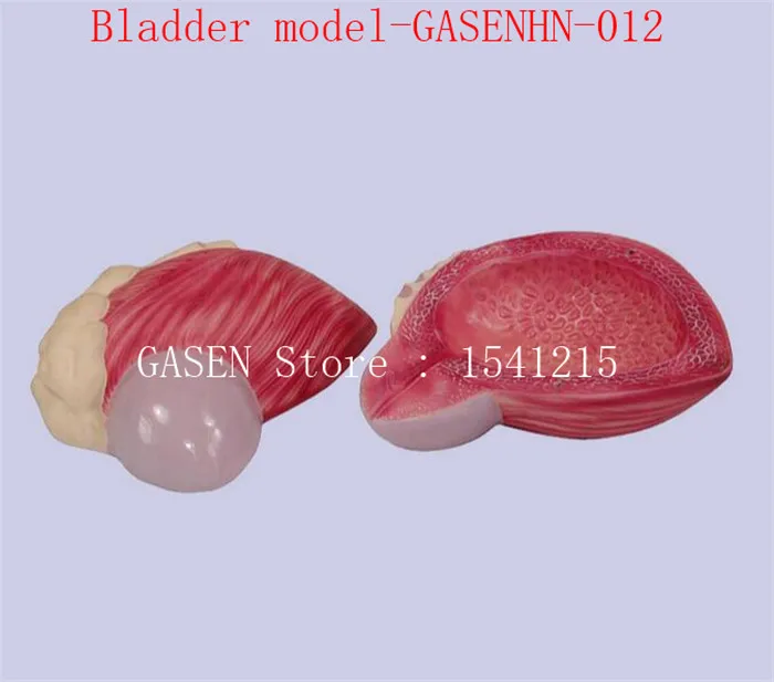 

bladder Prostate enlargement model Urogenital system Medical teaching aids Bladder model-GASENHN-012