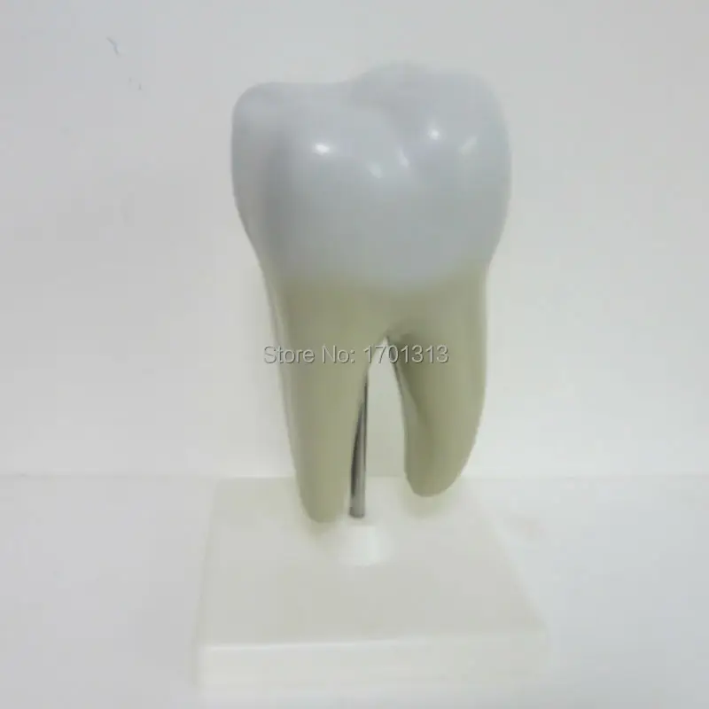 фигурка зуба. статуэтка зуб. декор зуб скульптура. фигурка зуба. статуэтка зуб.