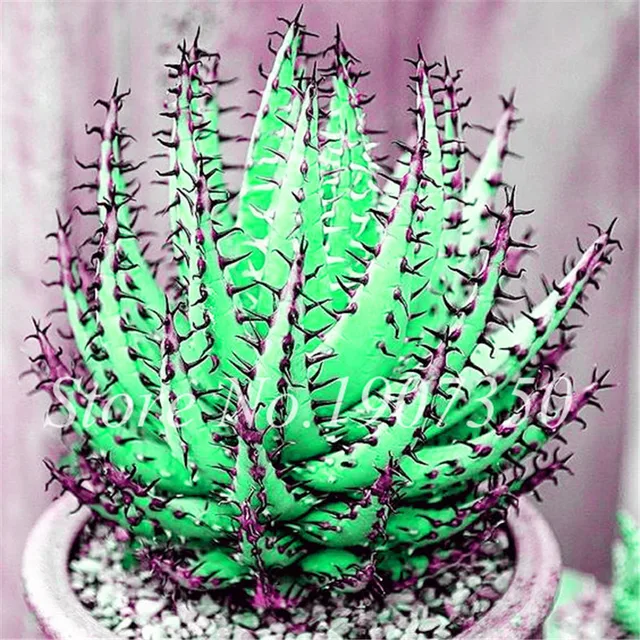 50 Pcs/bag Rare Aloe Vera Bonsai Perfect Color Vegetables & Fruit Edible Beauty Edible Cosmetic Bonsai Plants For Home & Garden 4