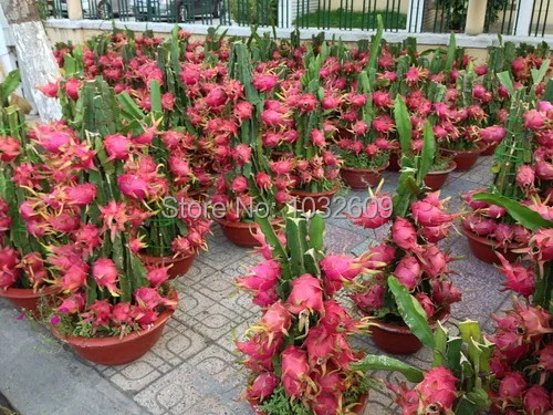 Yellow red white font b pitaya b font seeds bonsai fruit tree seeds 3 colors dragon