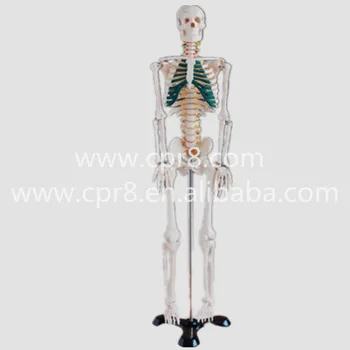 

BIX-A1004 85cm Human Spinal Nerves Skeleton Model WBW371