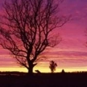 Oak Trees  Sunset  Sweden Poster Print (18 x 6)