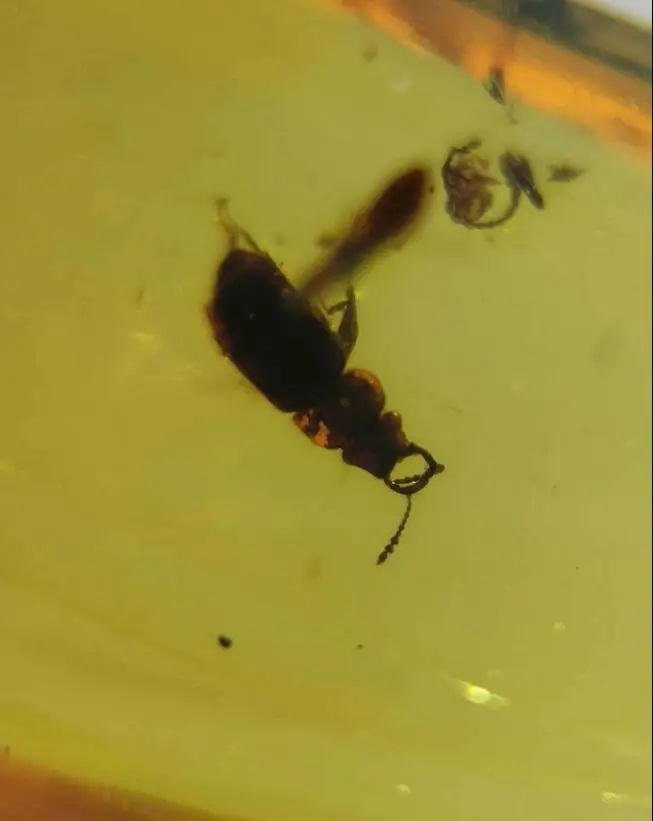 Очень редкий Laemophloeidae beetle burmite не обработанный в Myanmar Янтарное насекомое 100