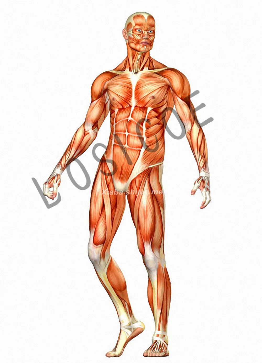 Human Muscle System Medicine Posters Retro Kraft Paper HD 3D Inkjet Printing Painting Wall Sticker Hospital Clinic Room Decor A7 | Дом и сад