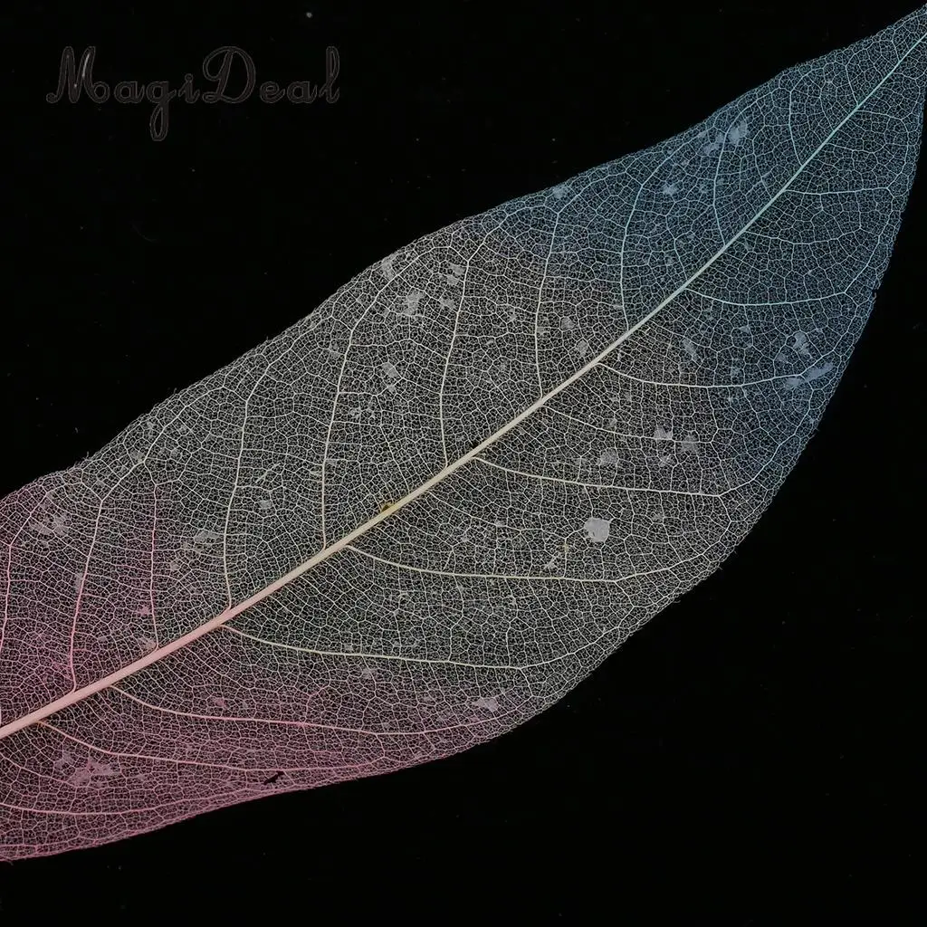 MagiDeal Beautiful 50Pcs Natural Magnolia Skeleton Leaf Leaves DIY Crafts for Scrapbooking Flower Making Lampshades Wall Decor