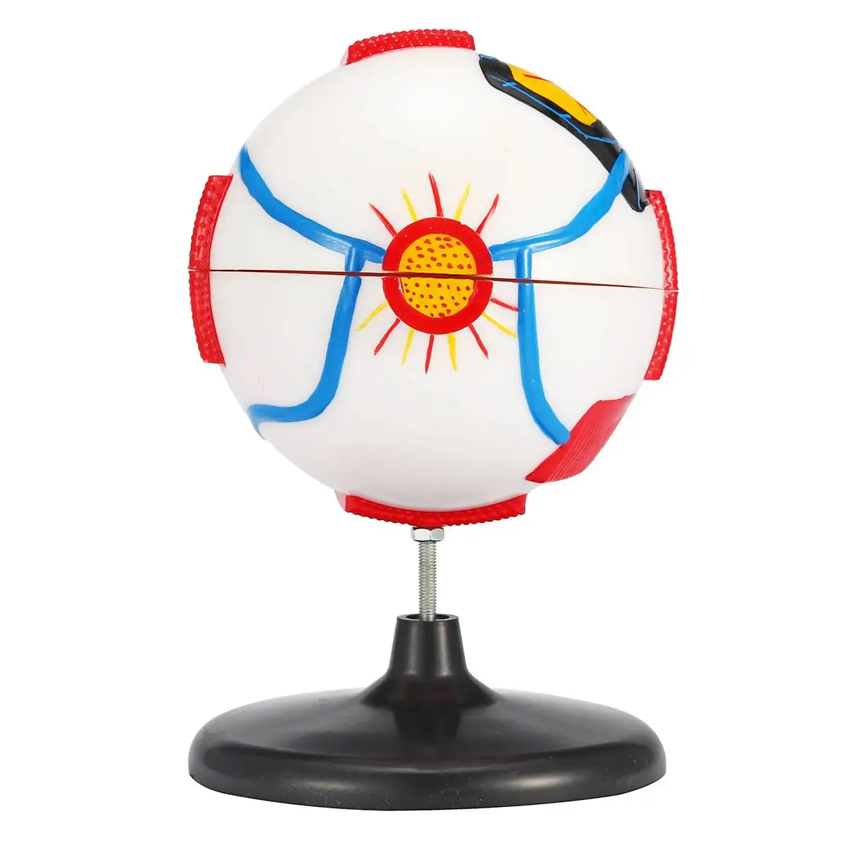 6x Removable Human Eye Eyeball Model Eyeball Internal Structure Learn Human Anatomical Model Lab Teaching Education Specimens