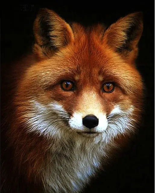 5D diamond Art paintings gift diy Full Diamond embroidery Fox animal