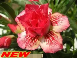 100% натуральная "TRIPPLE FORMAZA" адениум тучный-10 зерно-бонсай пустыня розовый цветок растение