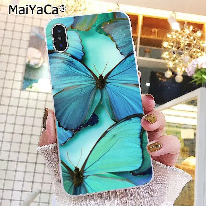Butterfly Stand On The Cat Nose 