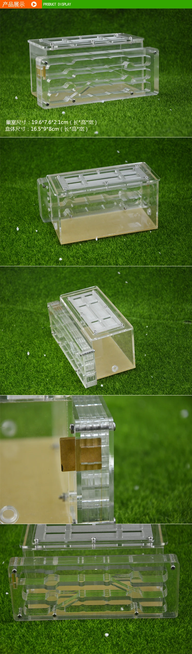 ant-building (2)