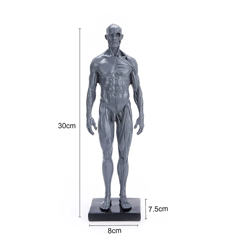 

wholesale factory model Human model male medical teaching human anatomy model Home Furnishing resin handicraft ornaments