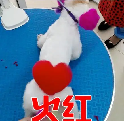 60g-Custom-Funny-Pet-Supplies-Pet-Cat-Dyestuffs-Dog-Dyeing-Agent-60g-Animals-Hair-Grooming-Shampoo (5)