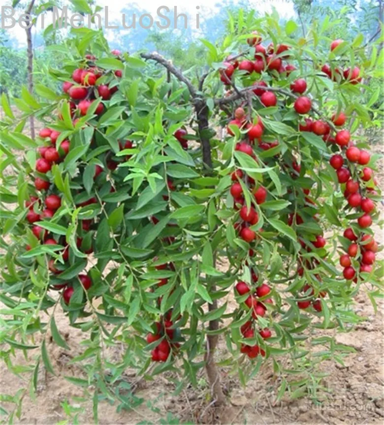 Backyard Fruit Bonsai Seedsplants for Home Garden Non-GMO Fruit Tree Bonsai or Potted Plants Fruit Plant Backyard 20pcs Backyard Fruit Bonsai Seedsplants for Home Garden Non-GMO Fruit Tree Bonsai or Potted Plants Fruit Plant Backyard 20pcs