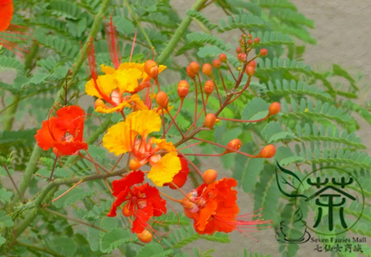 Resultado de imagen para imagenes flor pavo real frutos