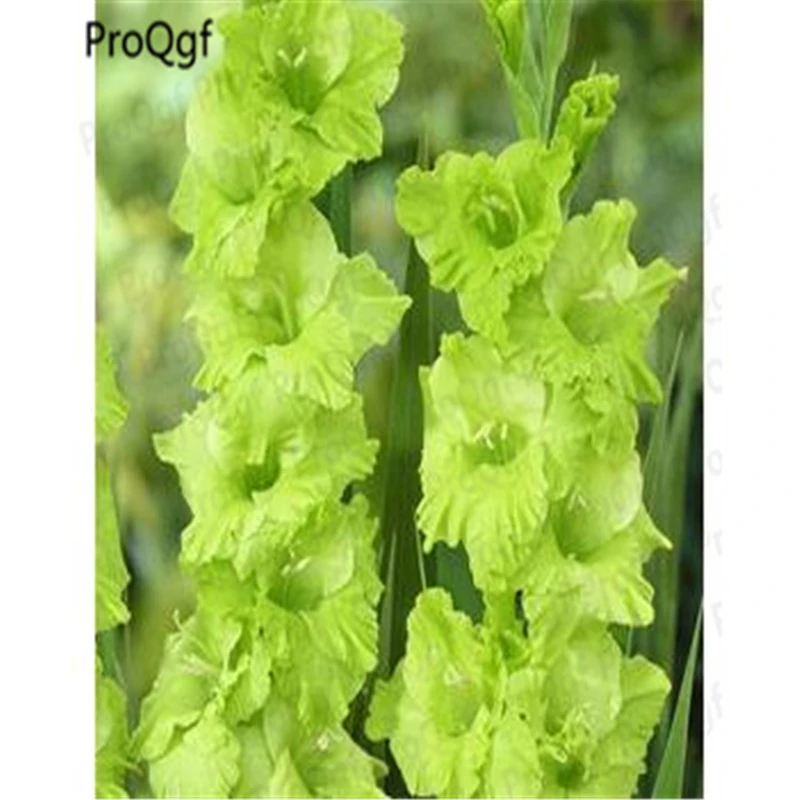 Ngryise 30 шт набор Vaniot Houtt gladiolus