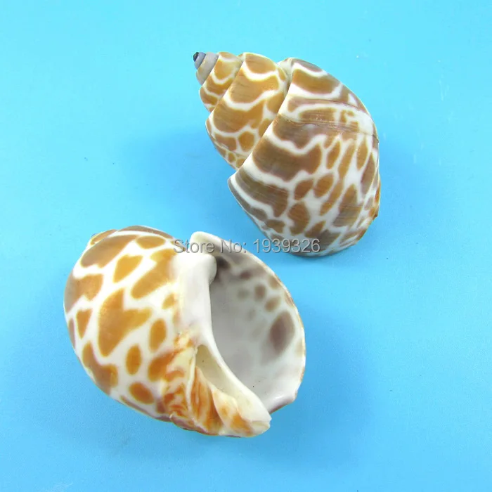 A-3 (3)