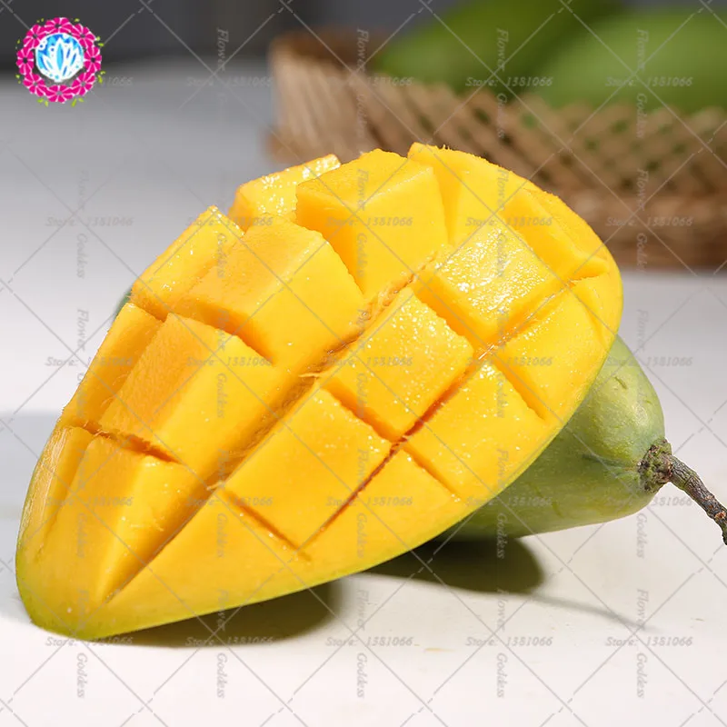 

2pcs Giant mango Fruit bonsai rare sweety bonsai fruit tree perennial bonsais plant for home garden potted plants