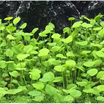 

Retro Aquarium Plant Seed Easy Growing Aquarium Water Plant Grass Seed Fish Tank Lawn Decoration