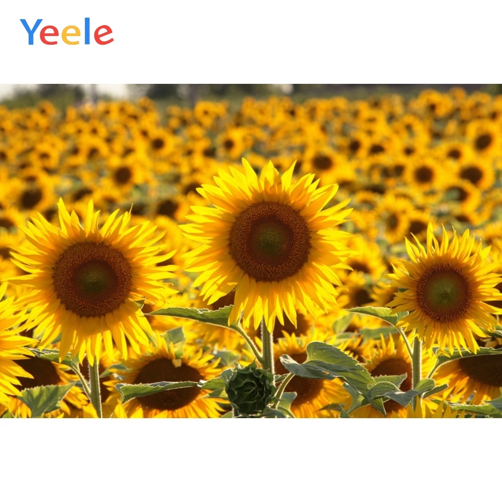 

Yeele Sunflowers Sea Beautiful Landscape Portrait Baby Photography Background Photographic Customized Backdrops for Photo Studio