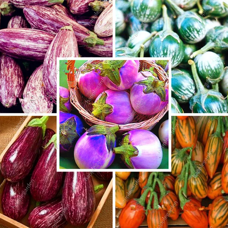 

200 pcs/bag Mixed eggplant bonsai - Organic Russian Heirloom Vegetable bonsai Non-GMO plants for home & garden DIY potted plant