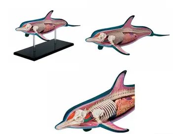 

Kids Science Educational Toys 18 Parts Assembled Dolphin Anatomy Model Removable Animal Anatomical Model 4D Transparent Inside