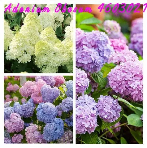 

New product! Hydrangea bonsai flower pot planted 100 pcs pack planting home gardening all year round DIY hydrangea for wedding