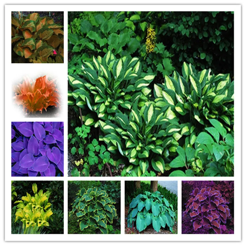 20pcs/rare pack Hosta Seeds Perennials  Lily Flower White Lace DIY Home Garden Ground Cover Plant free shipping