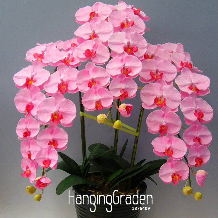 

New Arrival!100 flores/Lot Pink Phalaenopsis garden Potted Indoor Flowers Bonsai Four Seasons Orchid plant,#RUHXNB