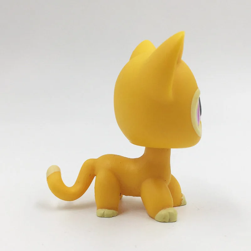 lps shorthair cat 855