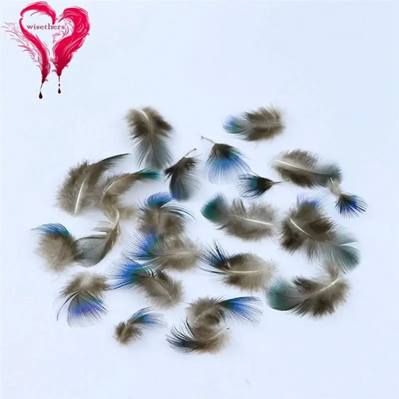 peafowl feather 1