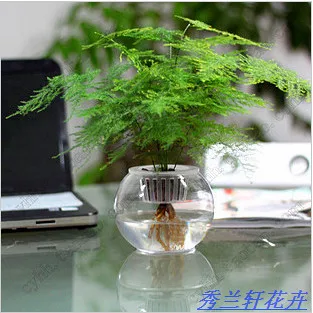 Office Desk Small Bonsai Hydroponic Asparagus Air Office Desk Small Bonsai Hydroponic Asparagus Air Purifying Plants Mini Plant Set
