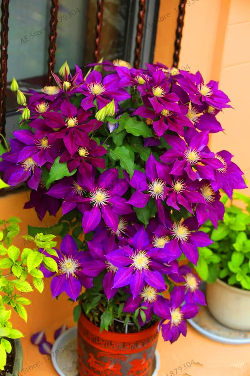 Настоящие разноцветные луковицы клематис, цветок клематис Флорес, уличное растение, естественный рост, домашний сад бонсай 100 шт