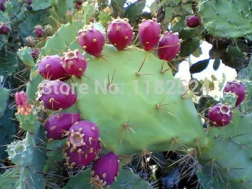 nopal edible cactus for nopalea (nopalina) juice!