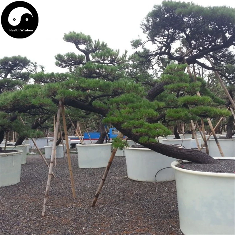 

Buy Black Pine Tree Semente 50pcs Plant Pinus Thunbergii Tree Chinese Hei Song