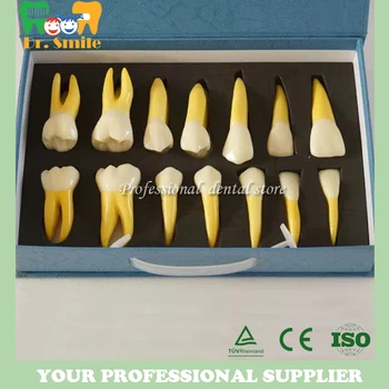 

4 Times Permanent Anatomical Teeth Model, Dental Anatomical Model (Right 14pcs)