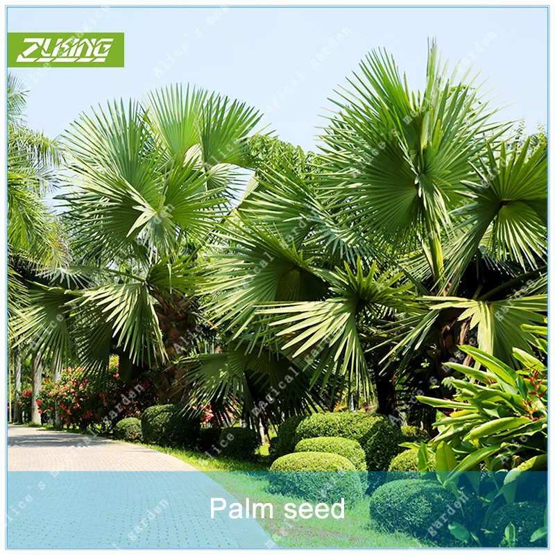 

ZLKING 5pcs Palm Tree Bonsai Plants For Home Garden Fast Growing Tree Ground Cover Perennials Small Evergreen Plants