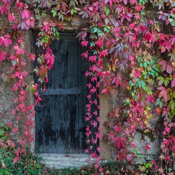 

Vinyl Photography Background Computed Printed Flower Plant Door Children Backdrops for Photo Studio F-3018