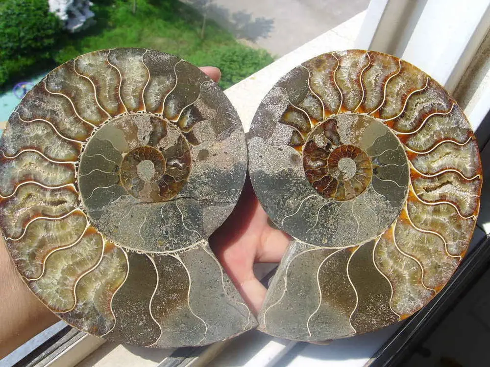 787g 2 Half Cut Ammonite Shell Jurrassic Fossil Madagascar ...