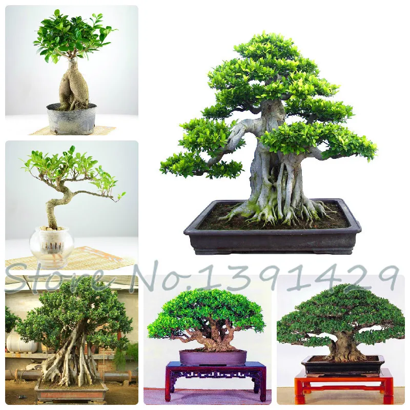 Brussel's bonsai nursery coupon code