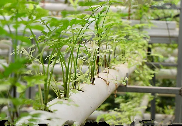 Period flooding 21pcs of net cup Hydroponics system NFT with Nutrient Film Technique (NFT) PVC pipe plant pot plant nursery pot Period flooding 21pcs of net cup Hydroponics system NFT with Nutrient Film Technique (NFT) PVC pipe plant pot plant nursery pot
