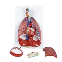 Анатомическая Анатомия человека дыхательная система медицинская модель горла сердце легкие с ларинкс медицинская учебная анатомическая