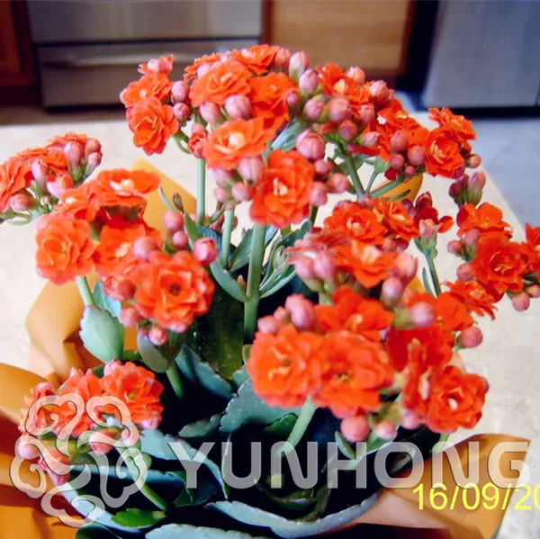 Nouvelles Semences Vente! 100 Pièces/lot Kalanchoe Bonsaï Graines De Fleurs Rares Maison Jardin Purification De L\u0027air Intérieur Pot Roman Plantes dans