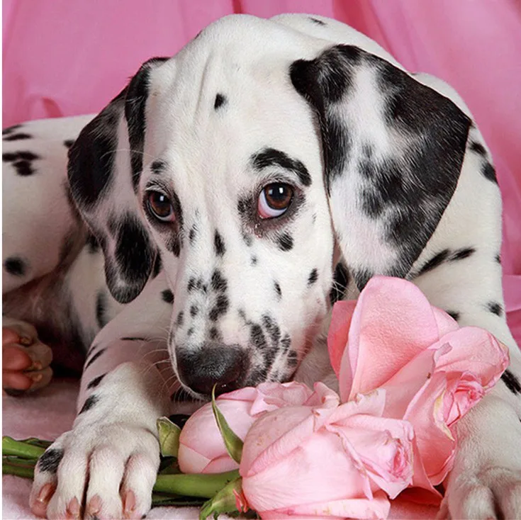 

Cão bonito e rosa flores 5d Diy resina pintura diamante imagem Dálmata Praça broca do Ponto da cruz pinturas da lona