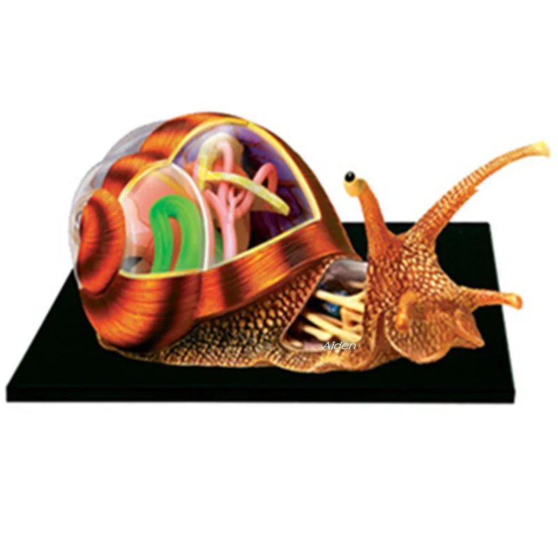 

4D XXRAY BRIAN Anatomy Of The Organ BFF Teaching Model Original Fake Street Art Plastic Action Figure Toy BOX 16CM Z1477