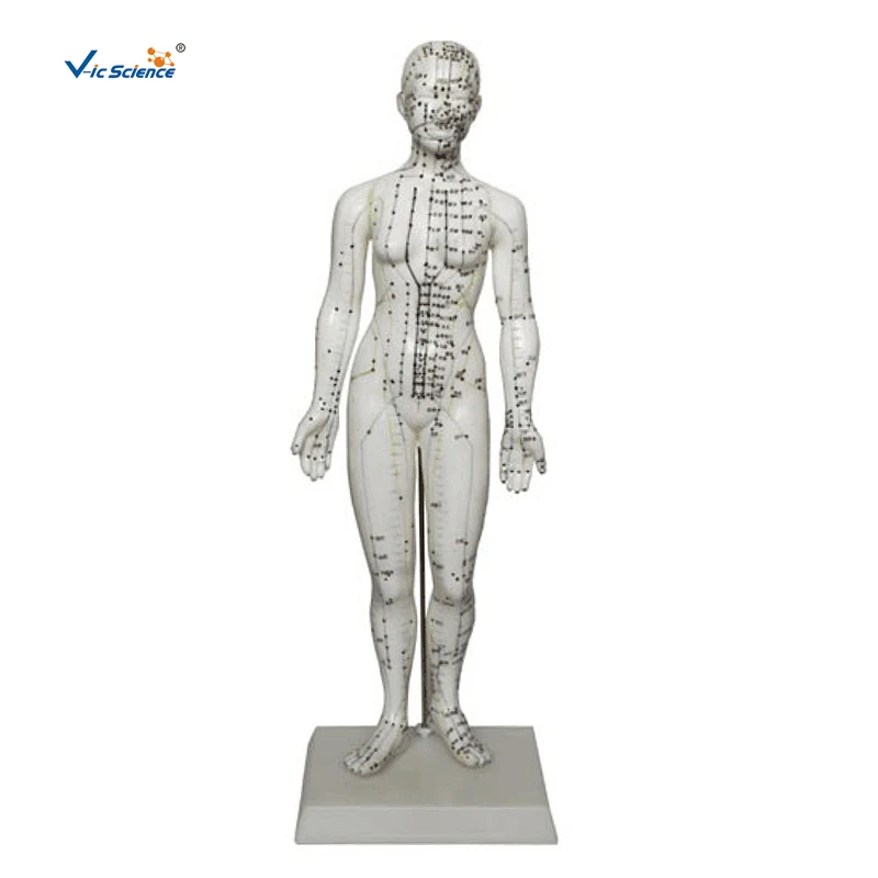 medical-education-plastic-female-acupuncture-model-english-version-acupuncture-model-48cm-acupuncture-model